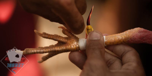 Tổng quan về hình thức chọi gà cựa sắt