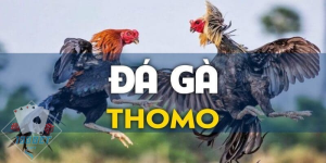 Trực tiếp đá gà thomo cựa dao vô cùng kịch tính 
