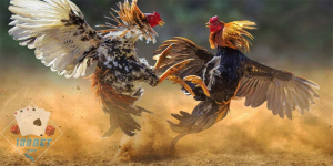 Deal ưu đãi xịn không thể bỏ qua